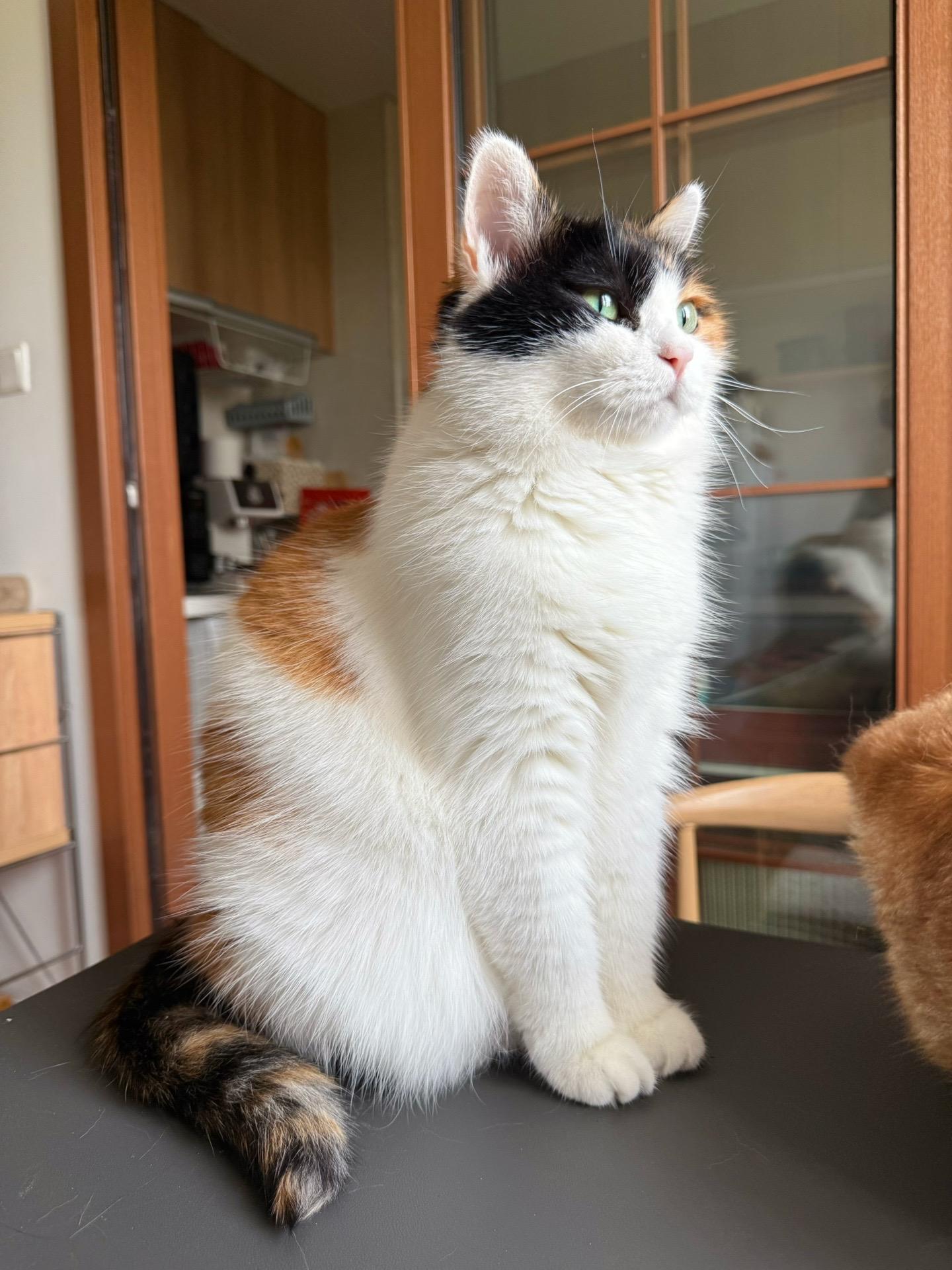 十岁的优雅女孩。