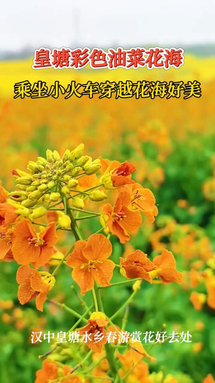 皇塘彩色油菜花海，乘坐小火车穿越花海好美。
汉中皇塘水乡春游赏花好去处。