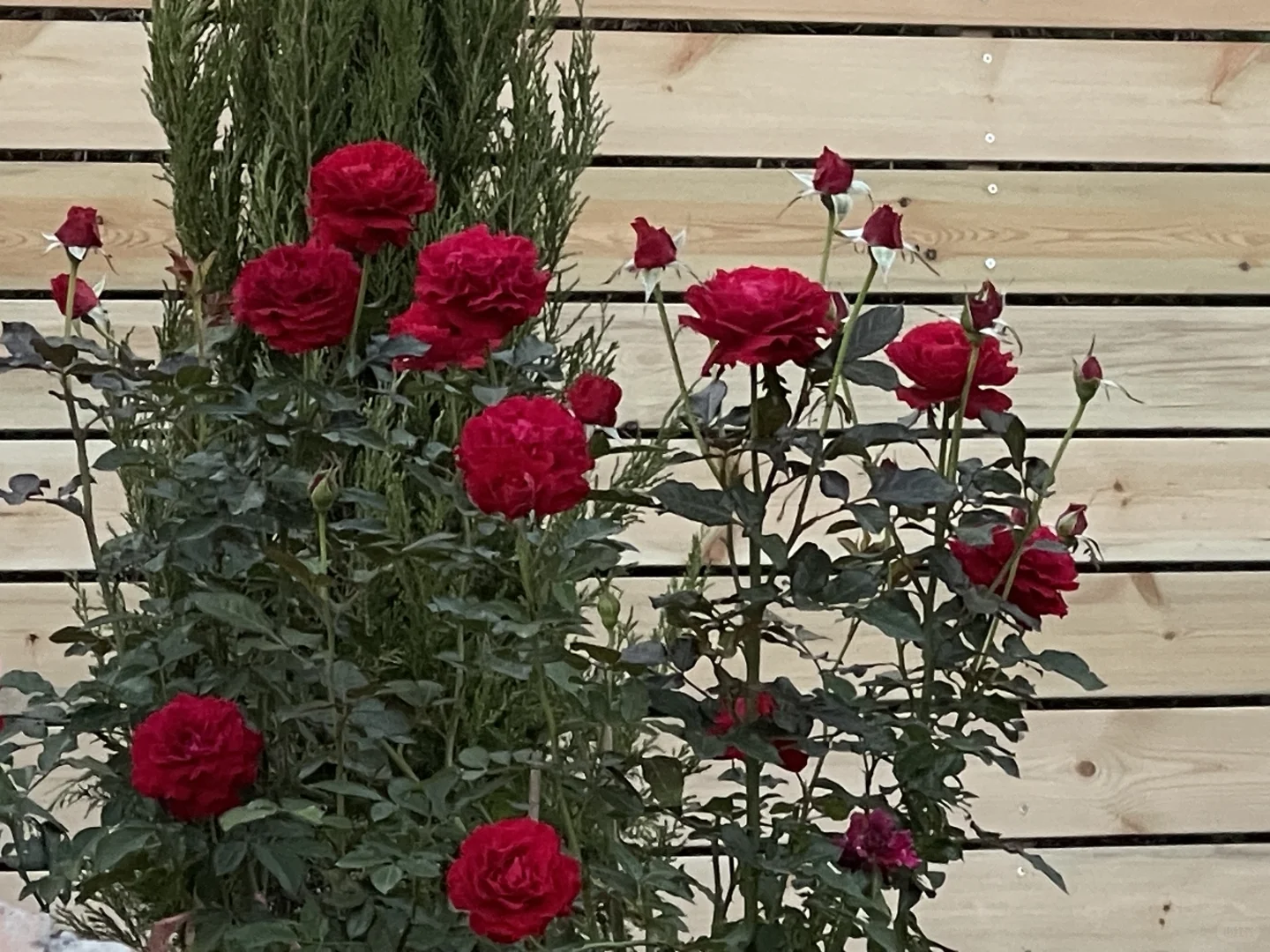 木村系列秋花