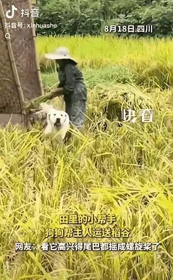 “上新华社了”！四川田间，丈夫打谷，妻子割稻，一家人正抢收。谁料，旁边的小狗比主