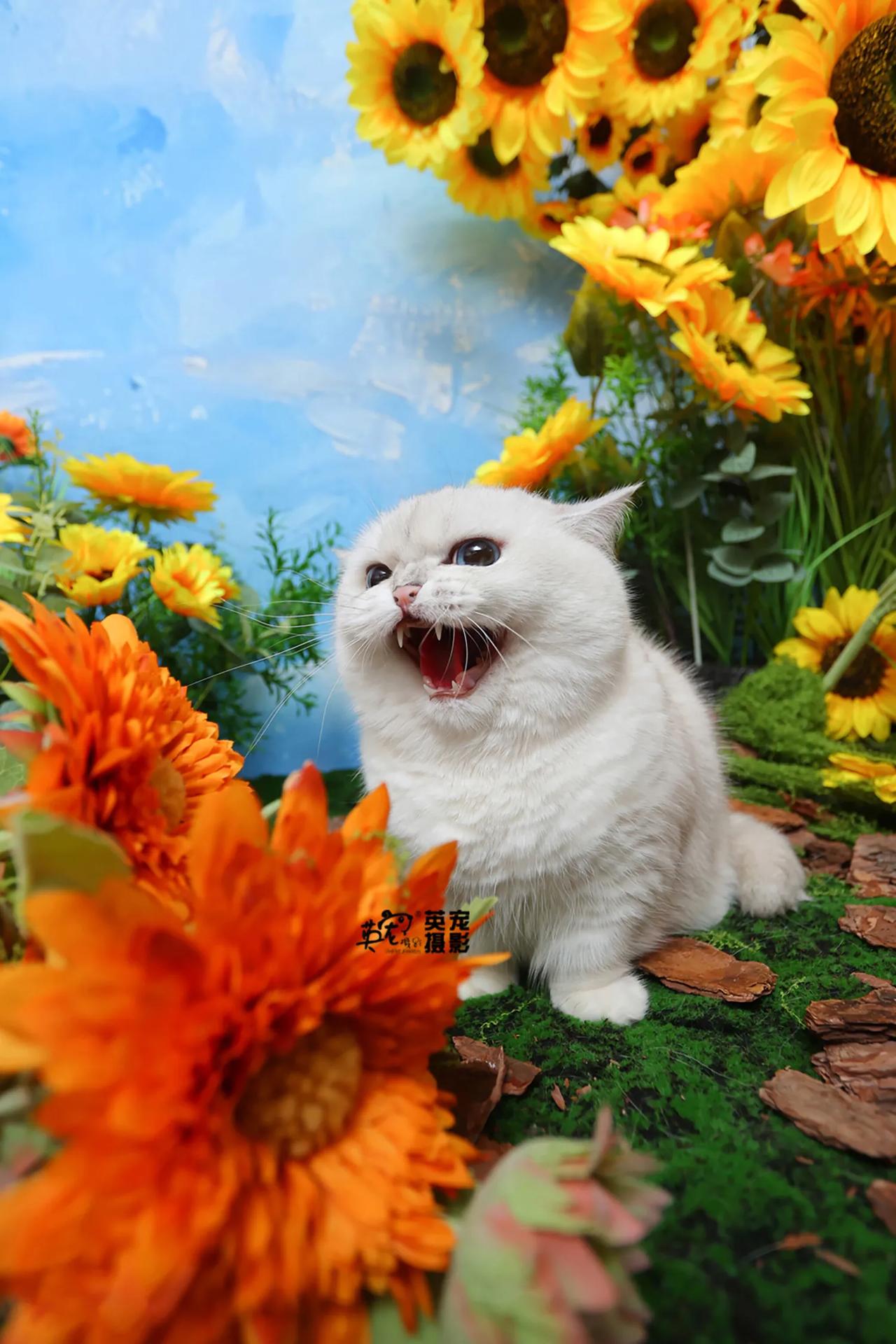 谁还没一组花花照啊？
小朋友们可不能输在起跑线上哦😍
【188花花照】