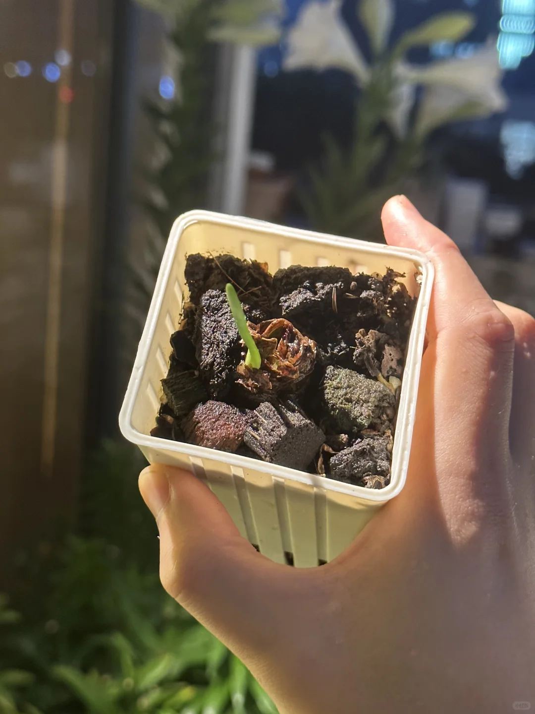 坏消息：300r朱顶红小苗养了两年多，雨天烂了