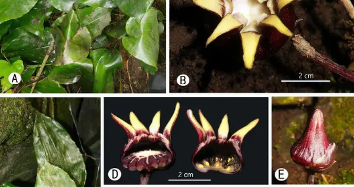 中越科研团队携手发现6个植物新种