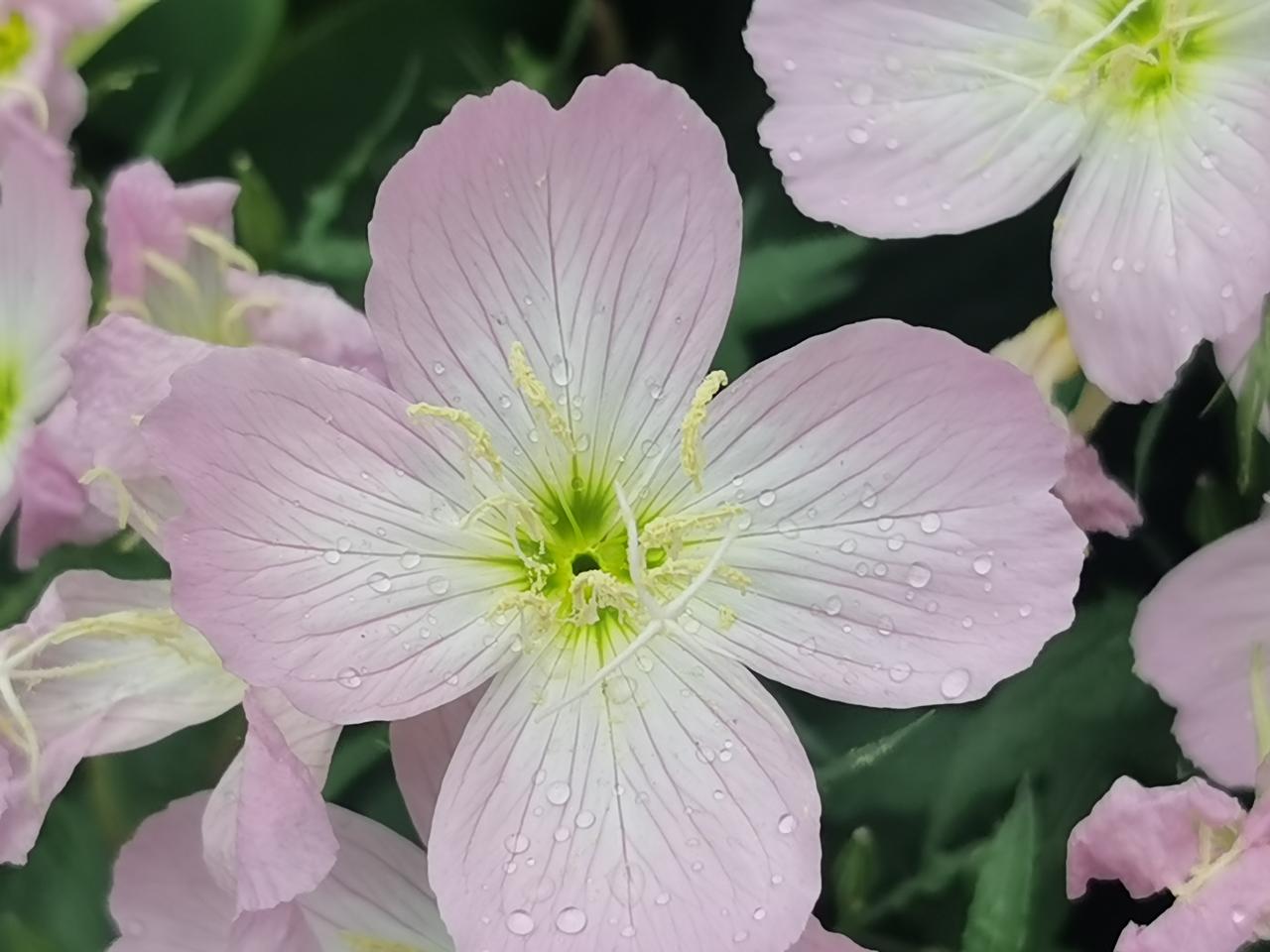 富兰克林说，我未曾见过一个早起、勤奋、谨慎、诚实的人抱怨命运不好；良好的品格，优