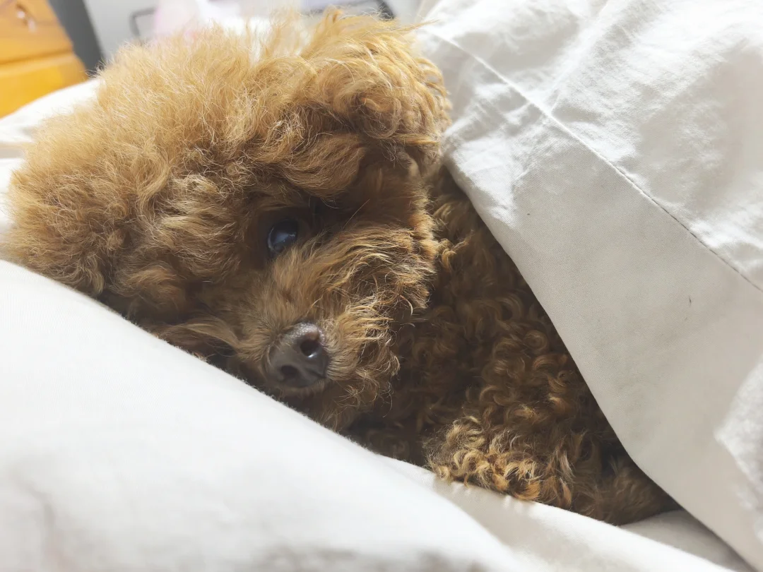 🐶:人，清晨醒来满眼都是你