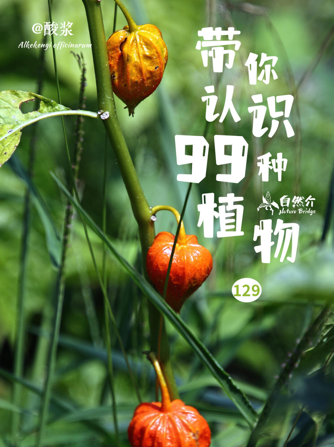 带你认识99种植物