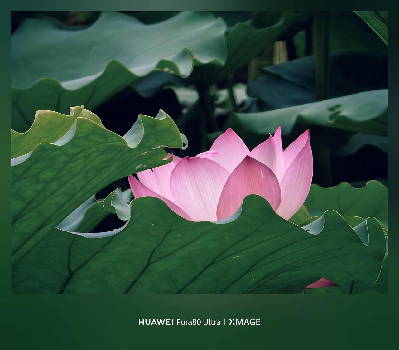 Pura80ultra XMAGE影像 。Pura80ultra XMAGE影像