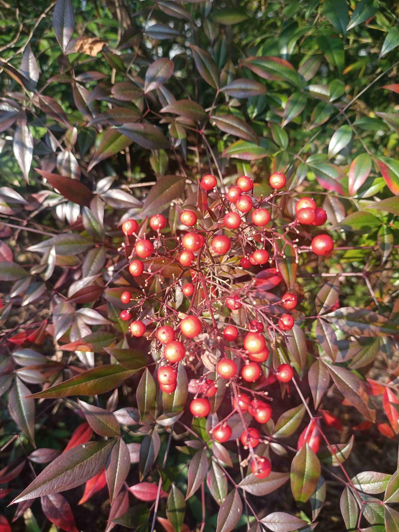 我的今日状态：😁轻松愉快
我这里的天气：☀️晴天
这种红彤彤的野果，在湖南省湘