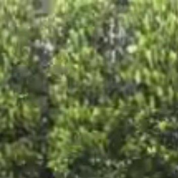 王大陆鞠躬道歉：当庭认罪，因无知犯下错误承认被控的使公务员登载不实文书伪造文书、