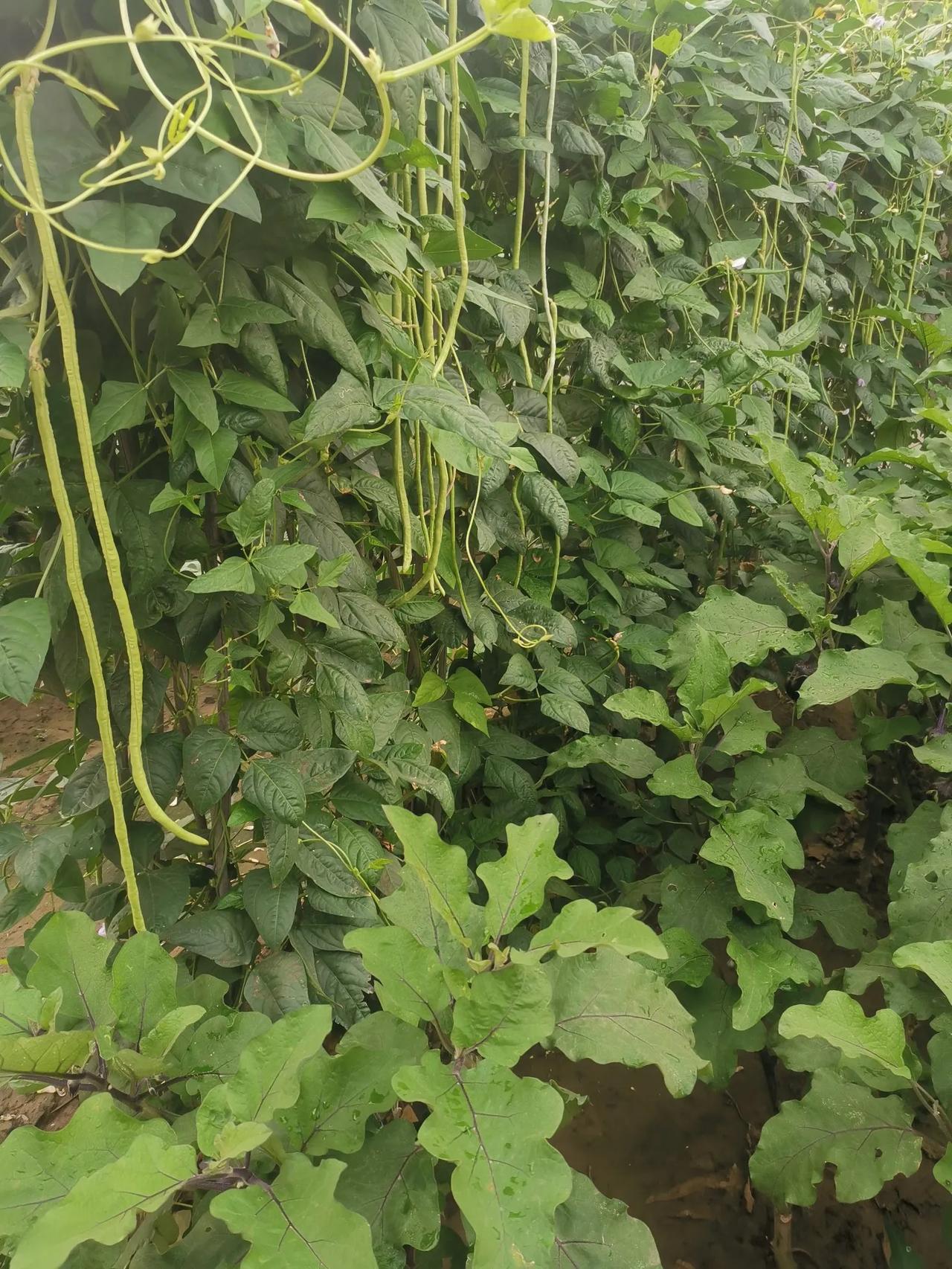 夏日生活打卡季