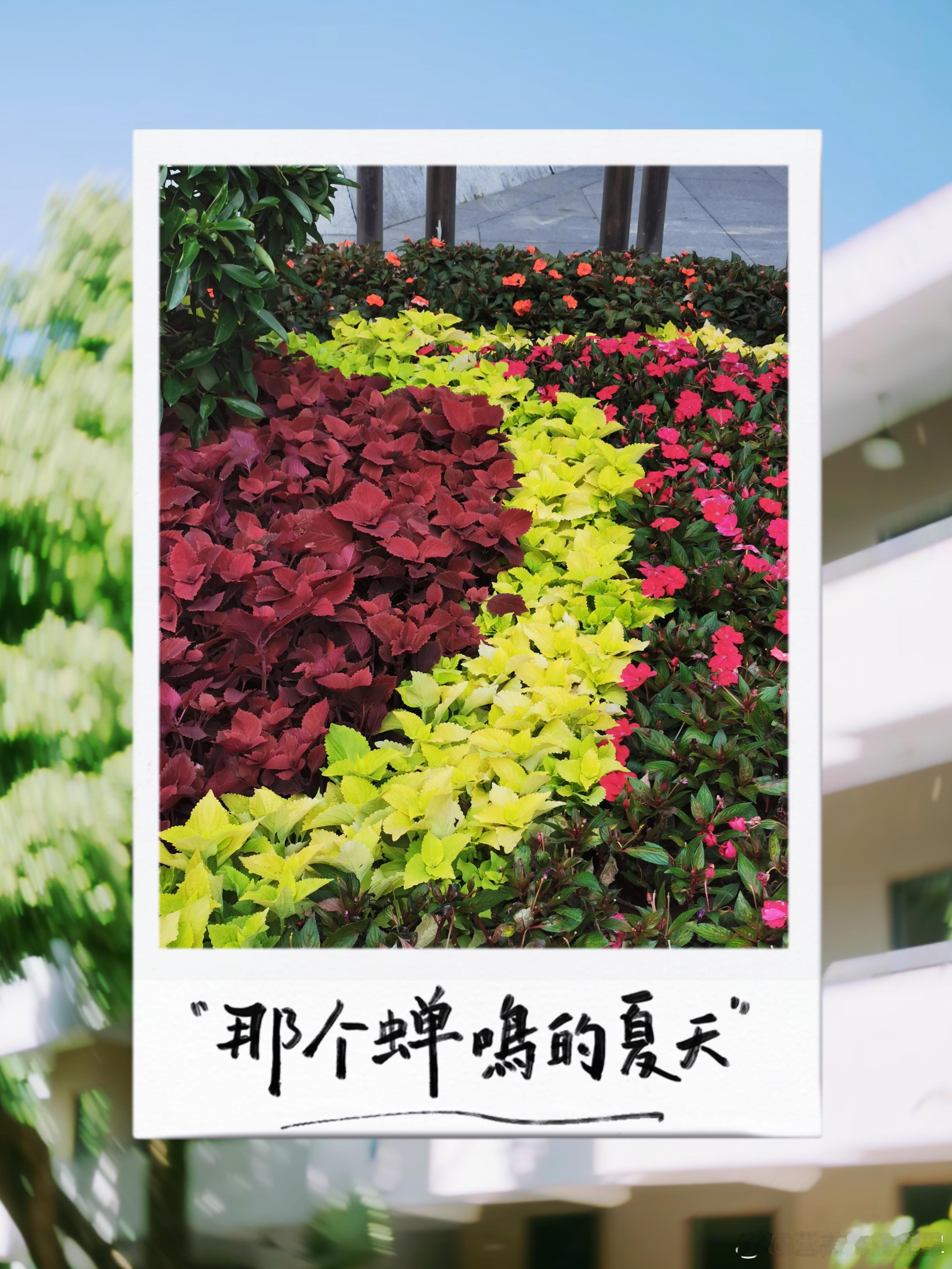 #早安# 周末愉快[微风][微风][微风] ​​​