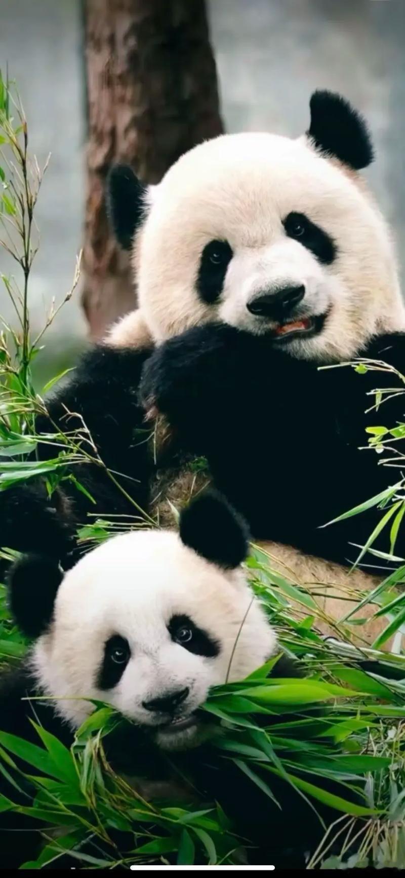 日本迎半世纪来首次零熊猫 东京上野动物园大熊猫双胞胎“晓晓”“蕾蕾”将于1月27