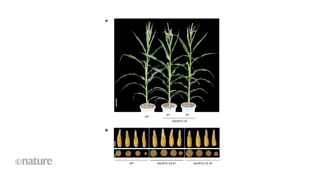 中国科学家刚发了一篇Nature，很有意思：干旱年份玉米的产量不是下降了，他们找