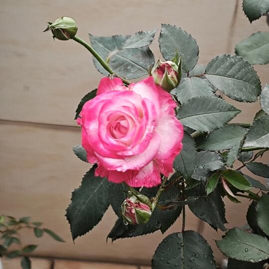 天狼自育红素春花