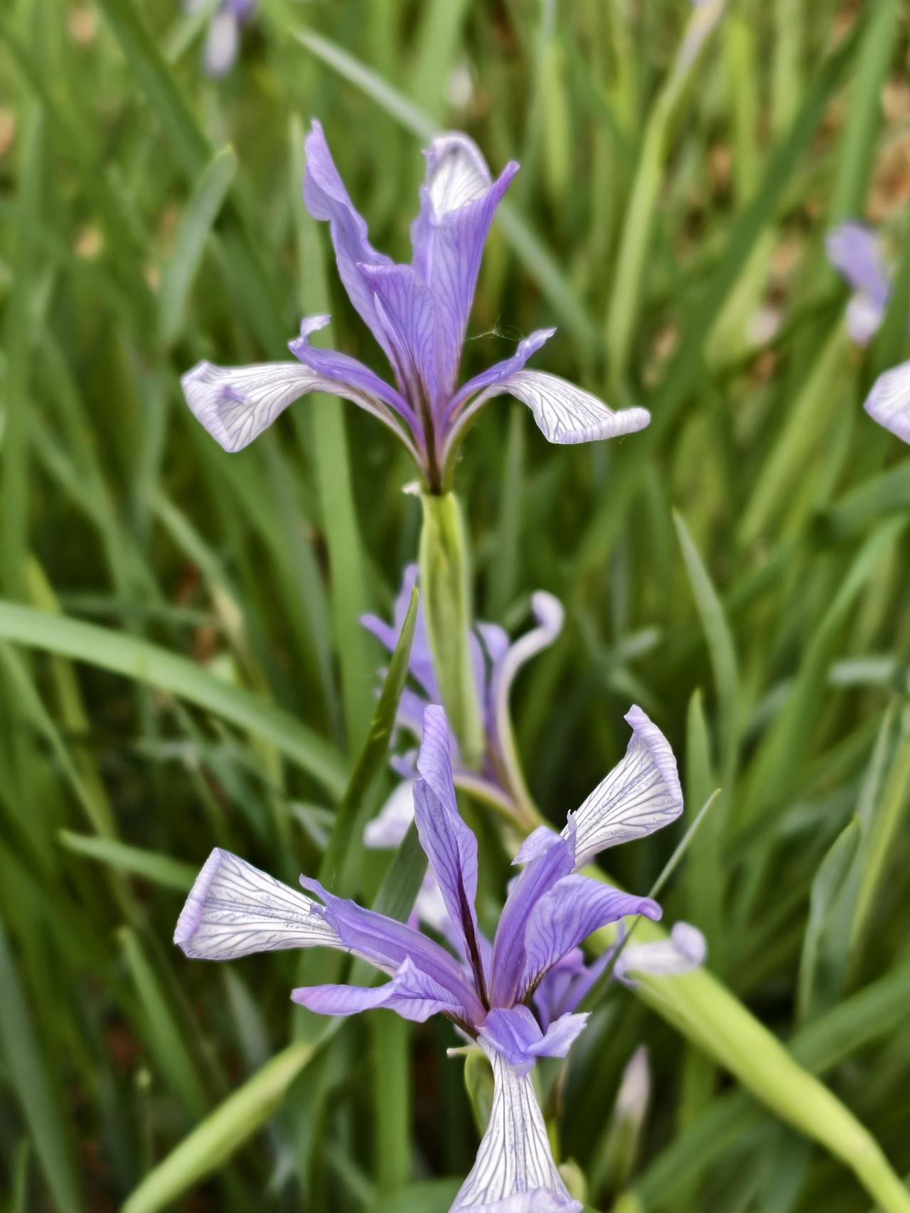 非常喜欢今日头条对对联游戏！