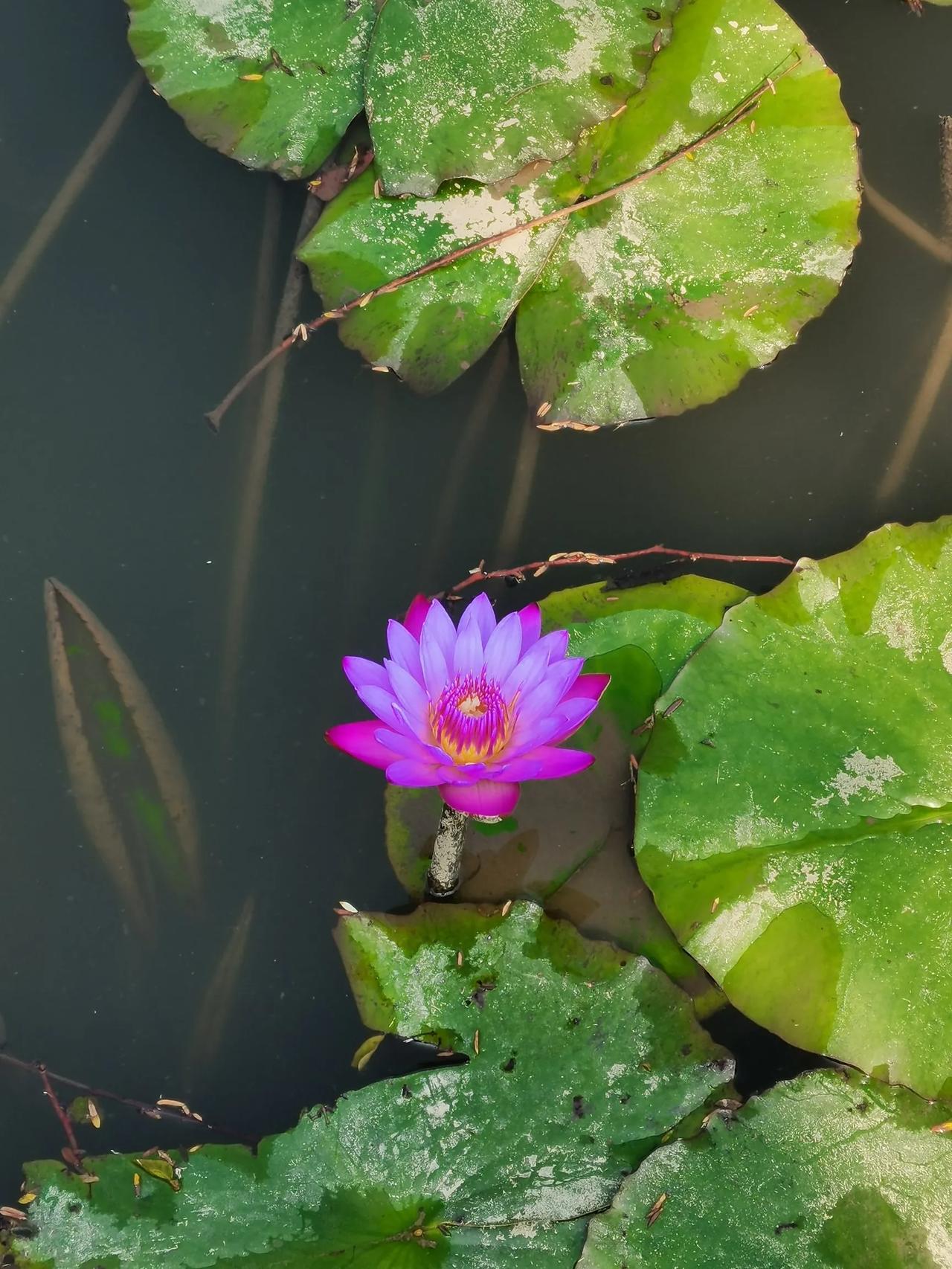 池塘里的莲花开了，紫色的莲花看上去非常的圣洁，也是非常的高贵典雅迷人。
直到现在