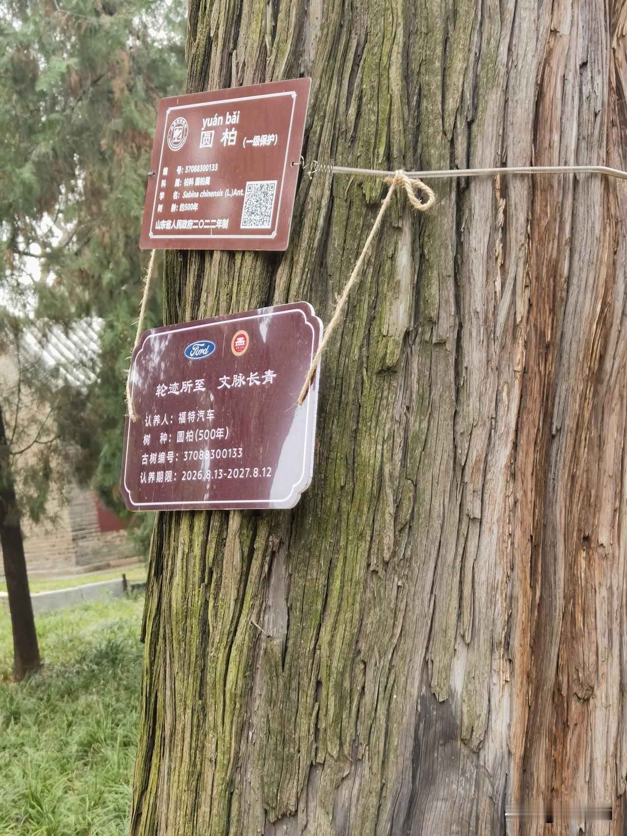 逛邹城孟庙，发现几棵500年一级保护圆柏，被某企业认养了！
有一些疑惑，请教友友