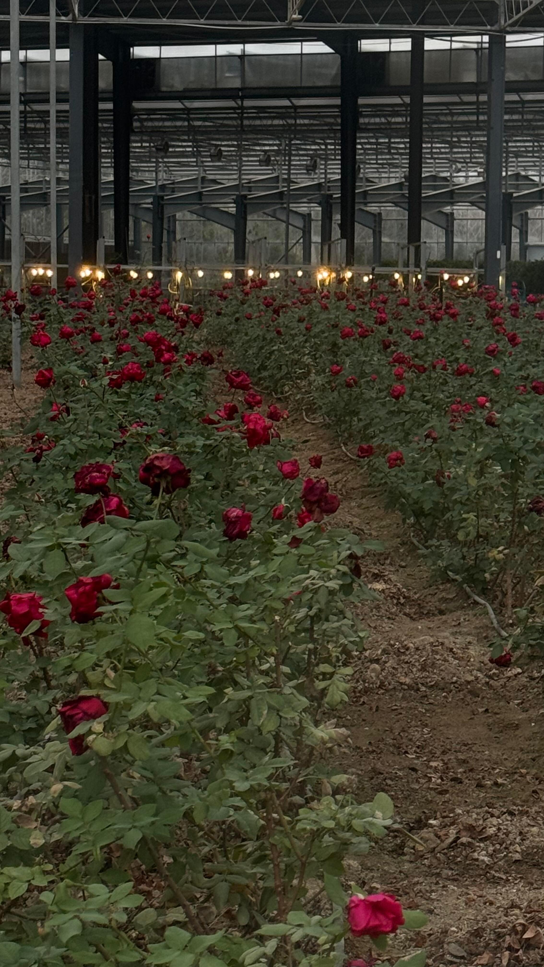 小鹭卓你的玫瑰花不要了吗！为啥天气越来越冷，开的越来越的十个勤天  |  种地吧