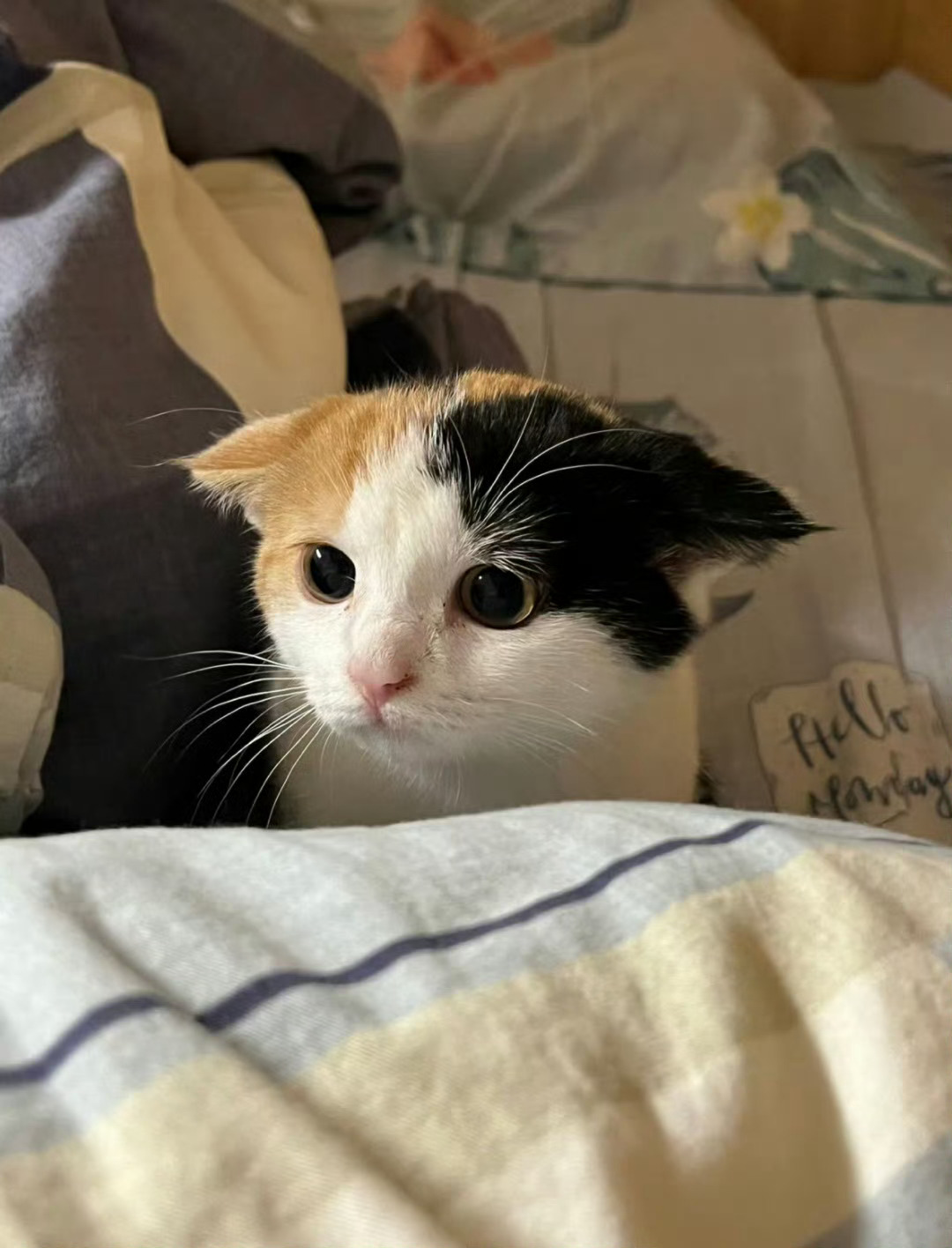 猫咪：妈妈，你又要出门打猎了吗🥺 