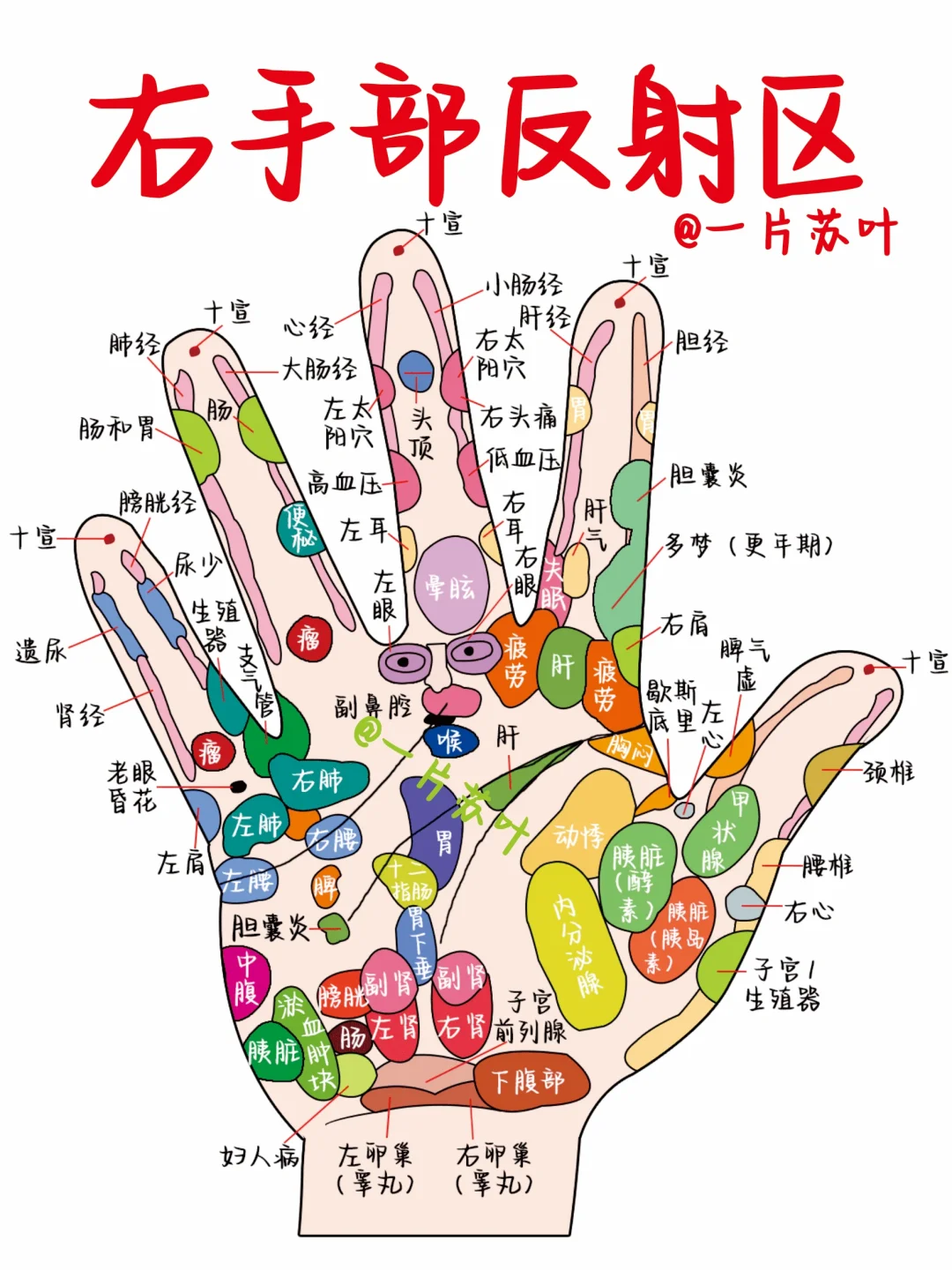科普笔记✅手部足部反射区图解📒
