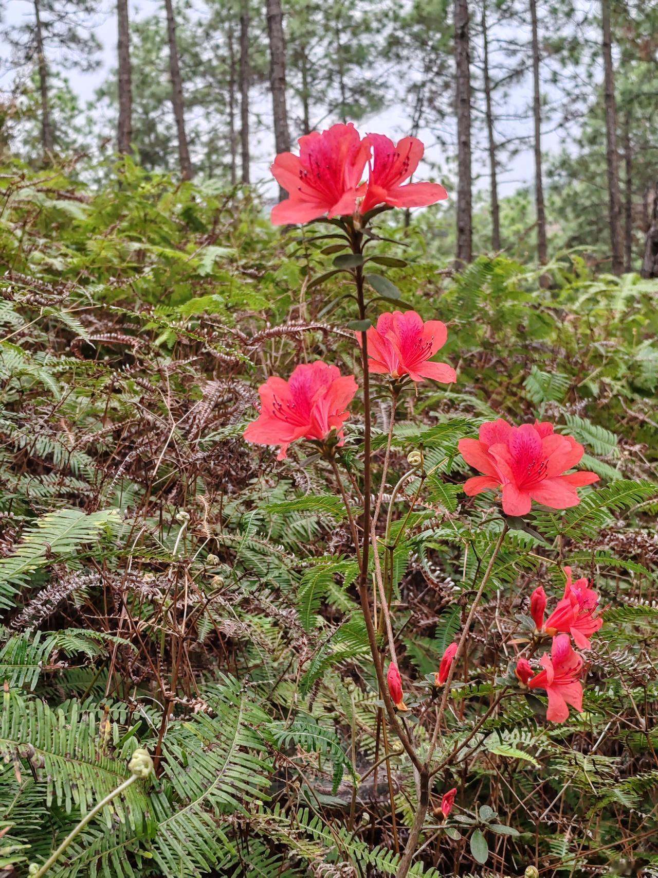 发一张你相册最近拍的花