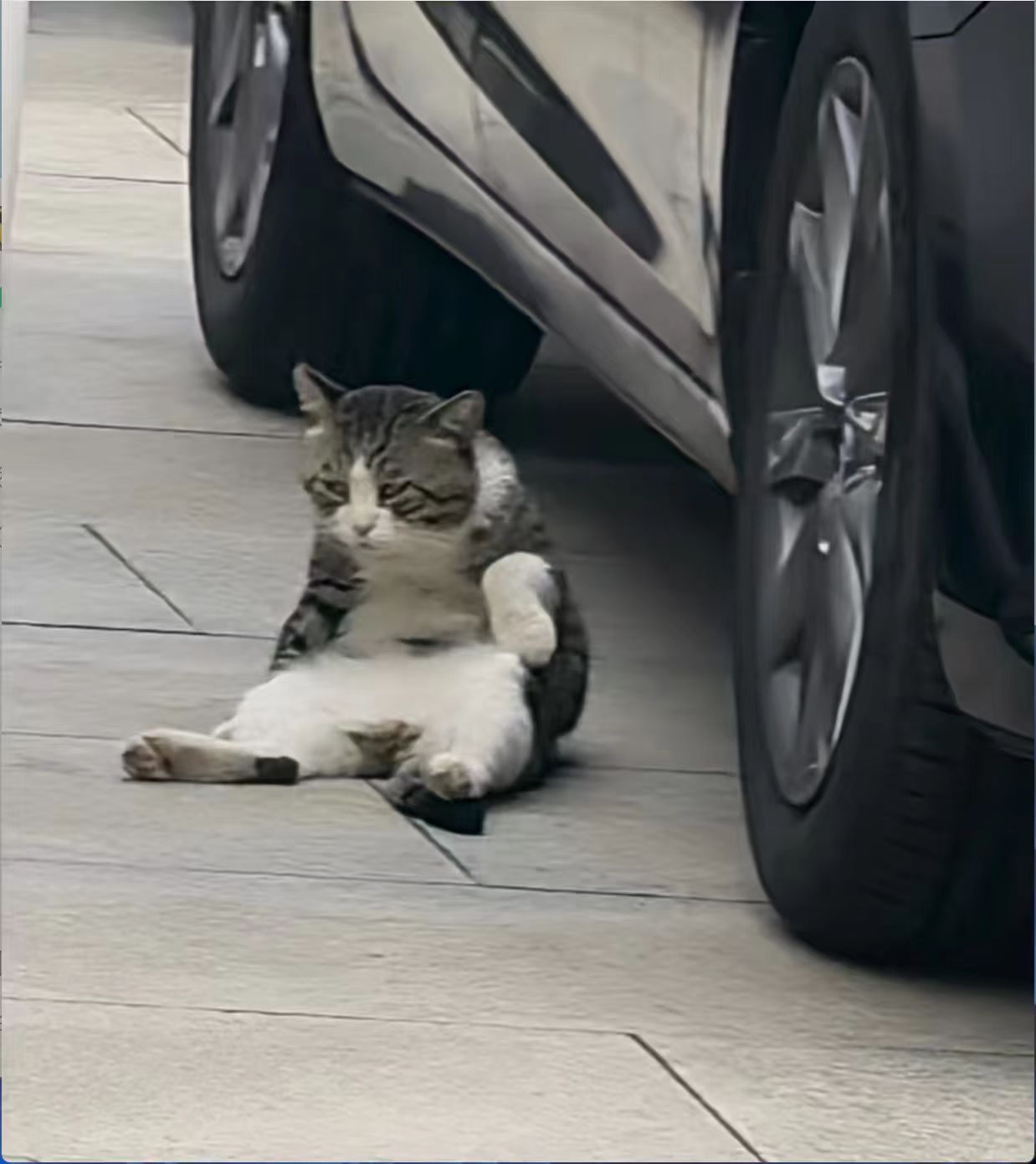车若初见[超话] 这只猫怎么狗狗祟祟的[doge][doge] ​​​