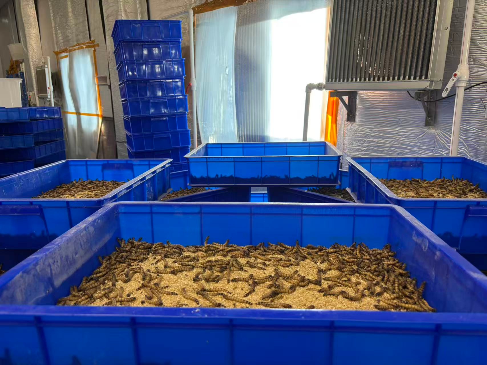 男子在武汉卖虫子月销千斤发往全国：昆虫全身都是宝，虫粪还能当肥料