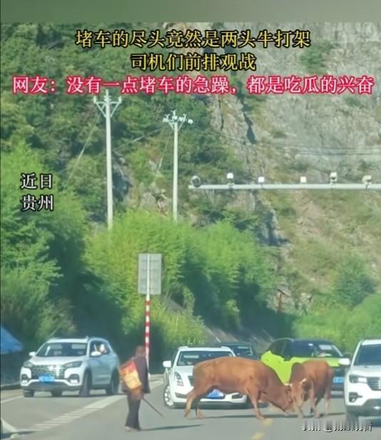 近日，贵州六盘水娘娘山公路上，谁能想到堵车的元凶居然是两头较劲的倔牛😂！两头牛