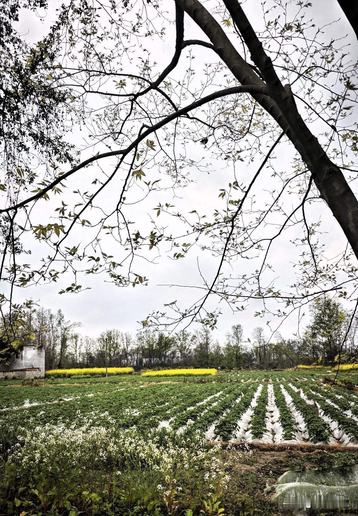 我用自己的亲身经历验证了这种无意识的心理变化，而当事情渐渐明朗的时候，我的心就跟