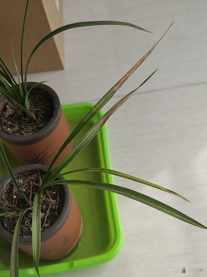 室内的兰花真是娇贵，才晒了两天的太阳，叶子就晒焦了，也不是直射的大太阳晒的啊。
