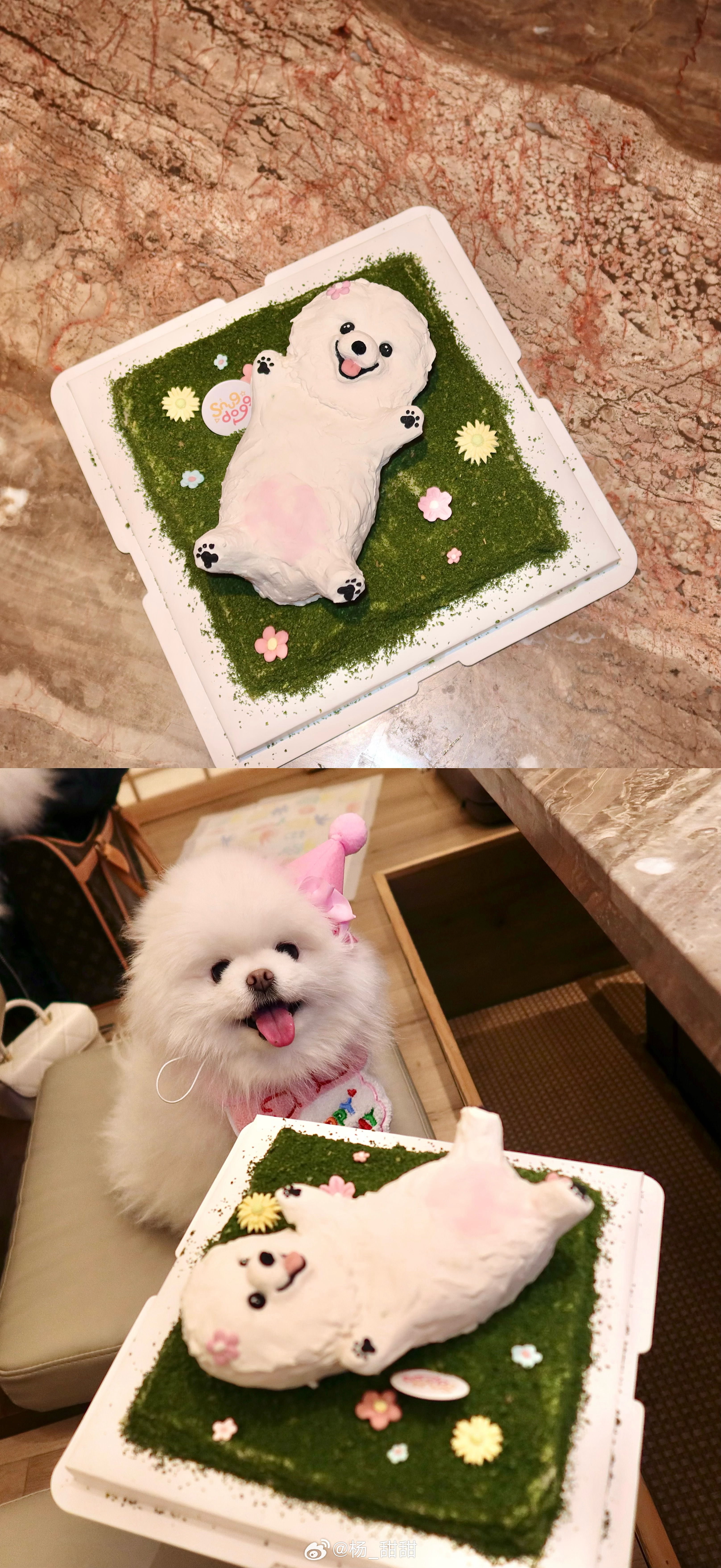 生日快乐🎂我的小狗6岁咯🎁 