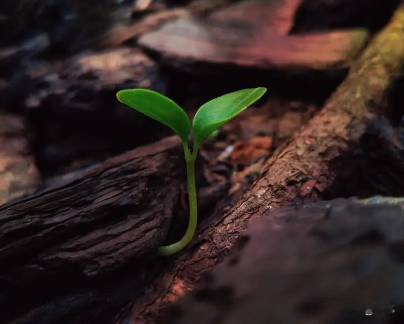 🌱 生命成长的过程中，我们总会经历一些迷茫的时刻，甚至怀疑自己是不是走错了路。