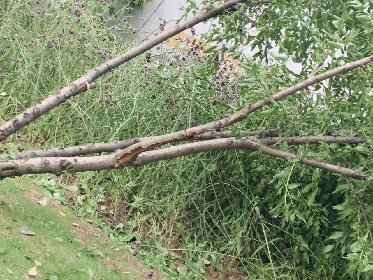 台风席卷乐清过后，沿路景象让人揪心。

公路两旁不少行道树惨遭狂风摧残，粗壮的枝