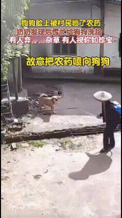 伤及无辜——人性的最低点！

心疼！看似欺负小狗，实则是欺负老奶奶！
农村一老汉