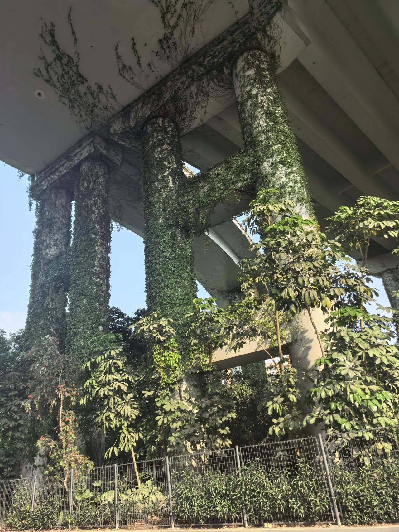 深圳的桥墩，被绿植缠绕，赋予活力，别具一格。