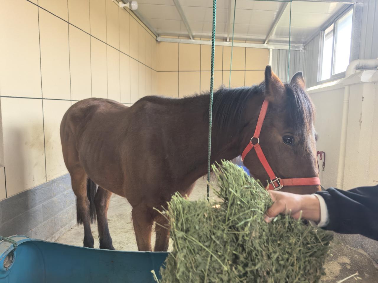 春日生活打卡季汽油价格飞涨，春日踏青只能辛苦伙计了。