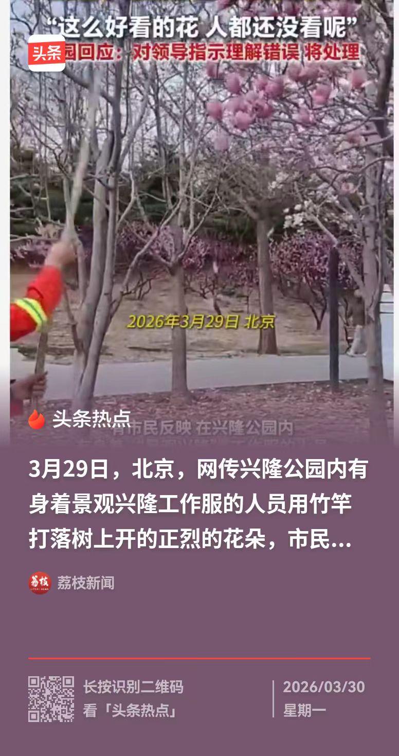太可惜了！北京，领班让保洁把树上败了的花打掉，保洁理解错了，把树上的花全部给打掉