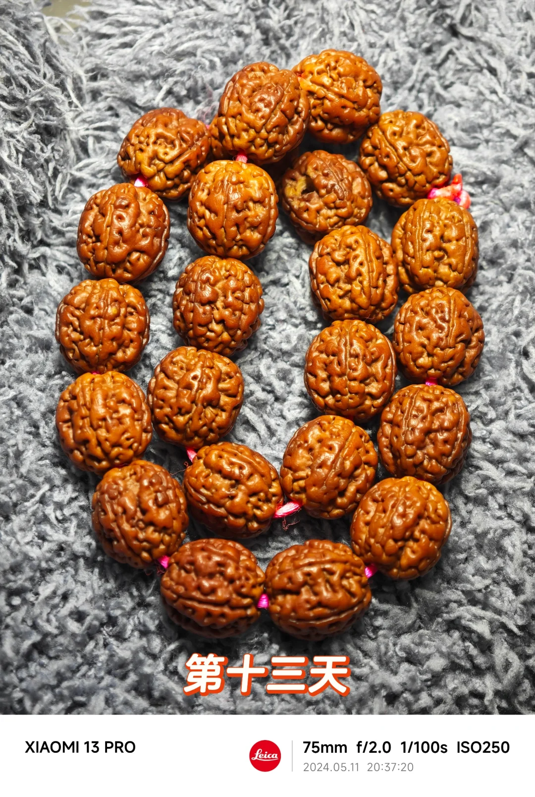 NO.500 卡拉米盘龙，13天变化