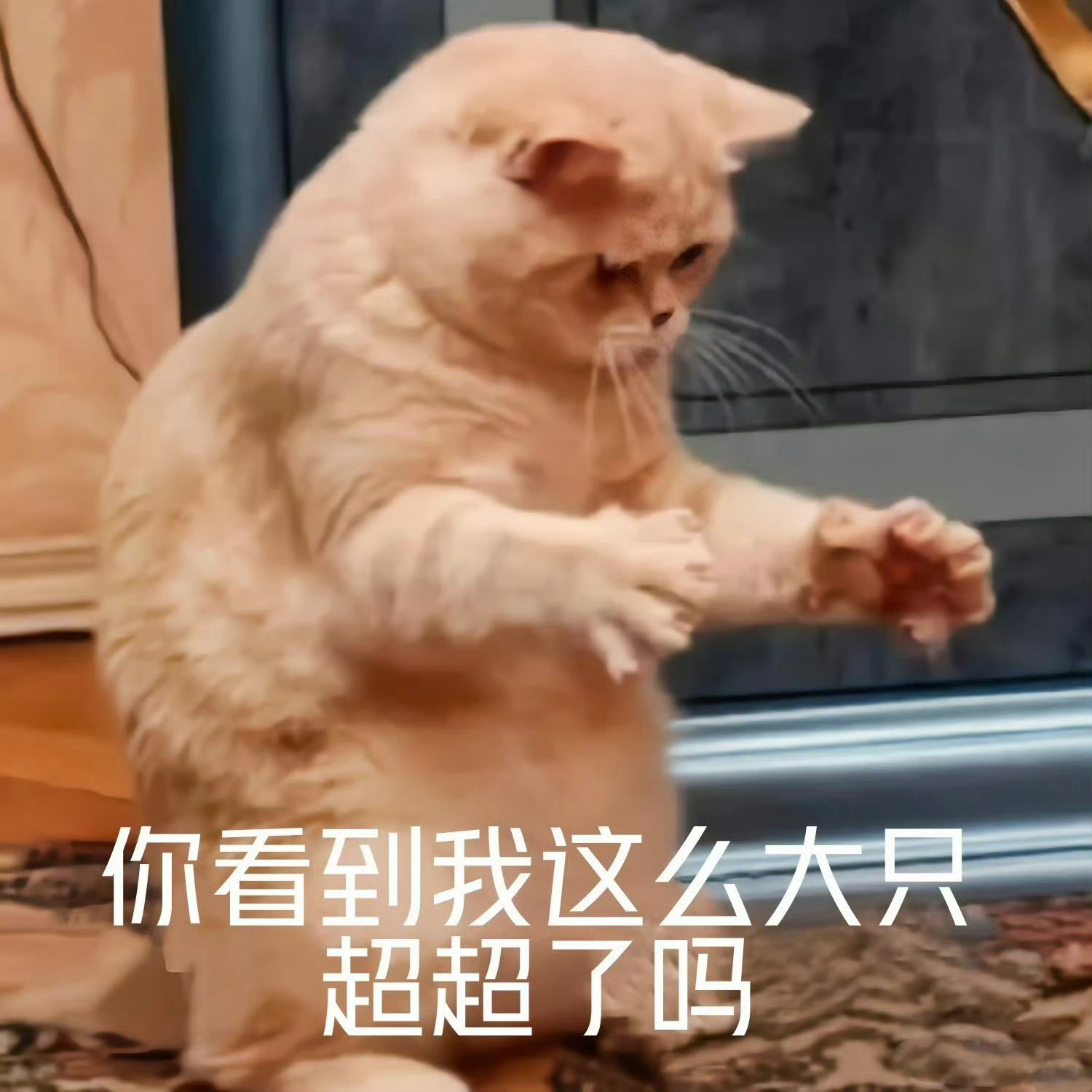 任嘉伦粉丝寂寞如雪狠心的男人