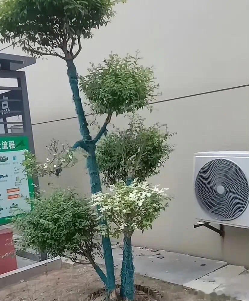 被空调外机骗了的花迷惑行为大赏 ​​​