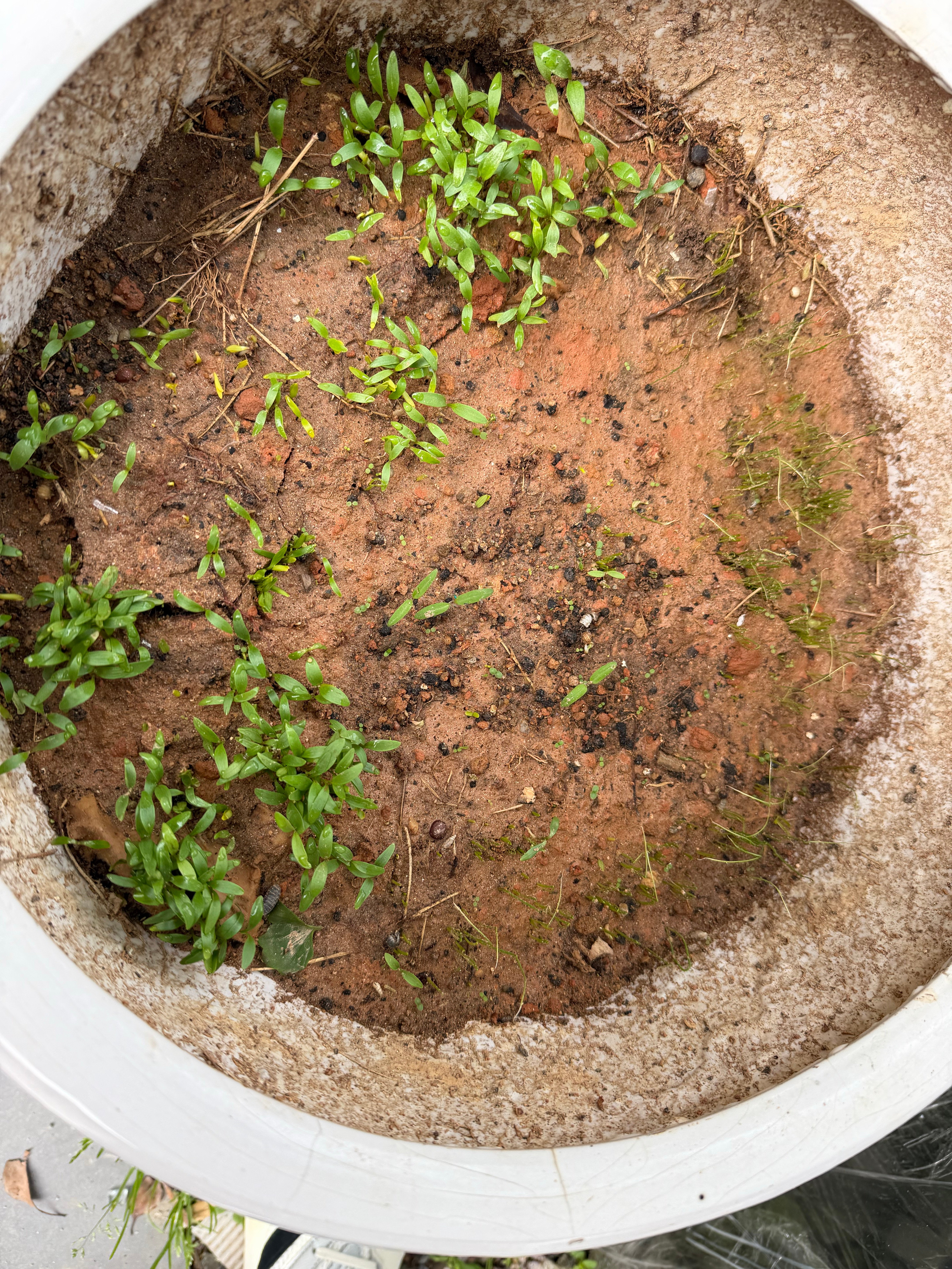 未成年香菜和未成年香葱大家没见过吧