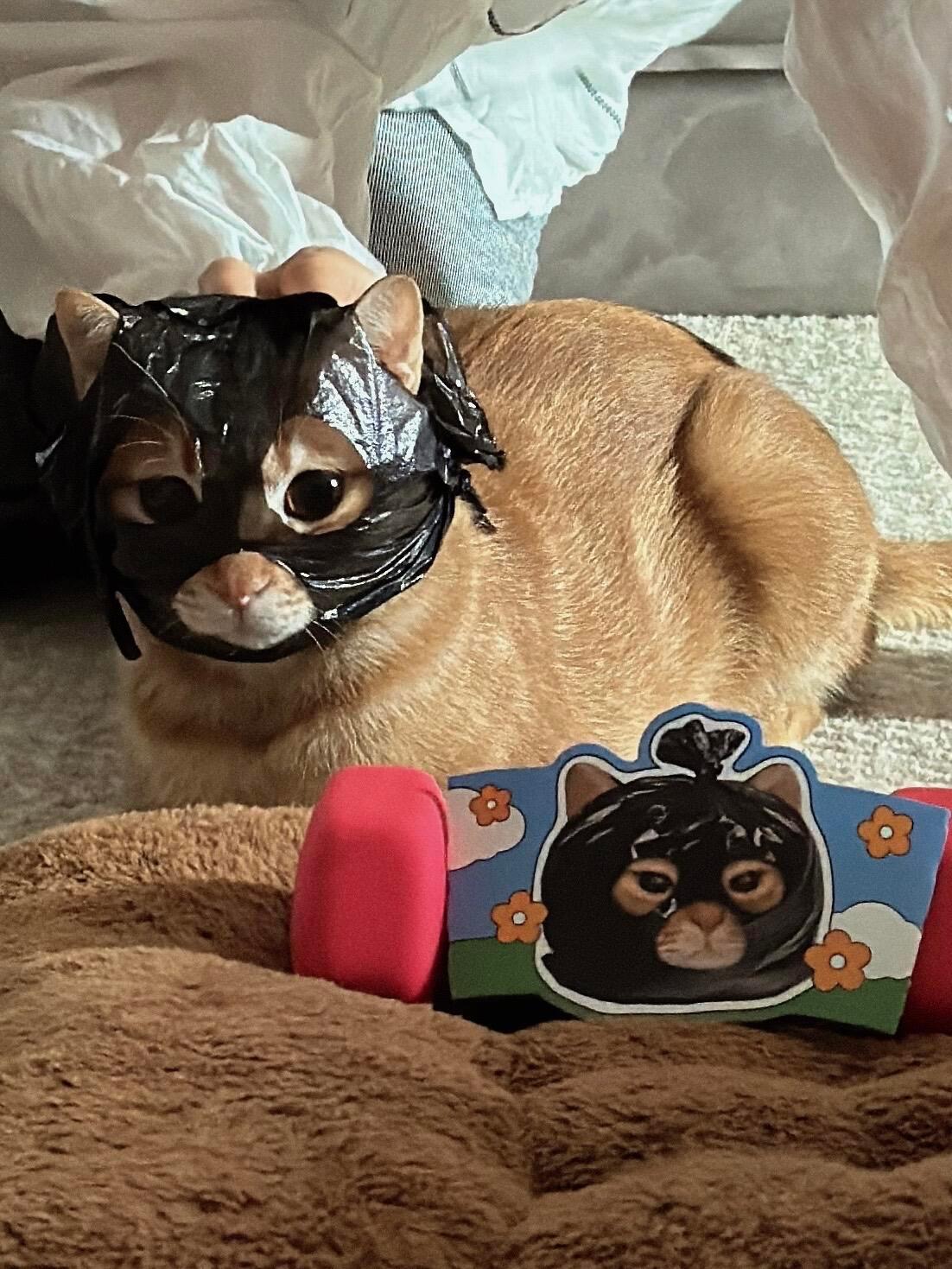 没有感情的🥷🐱 ​​​