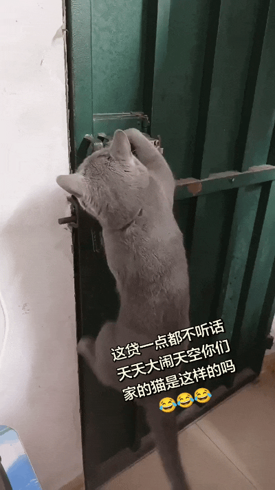 注意看！这只蓝猫简直是成精了！天天扒着大门够锁扣，三扒两扒就把大门给打开了，这操