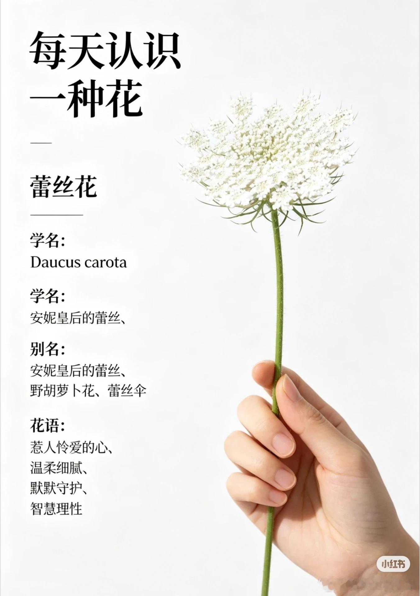 挑战每天认识一种花- 蕾丝花蕾丝花： 仙气镂空氛围感配花【花语】象征惹人怜爱的心