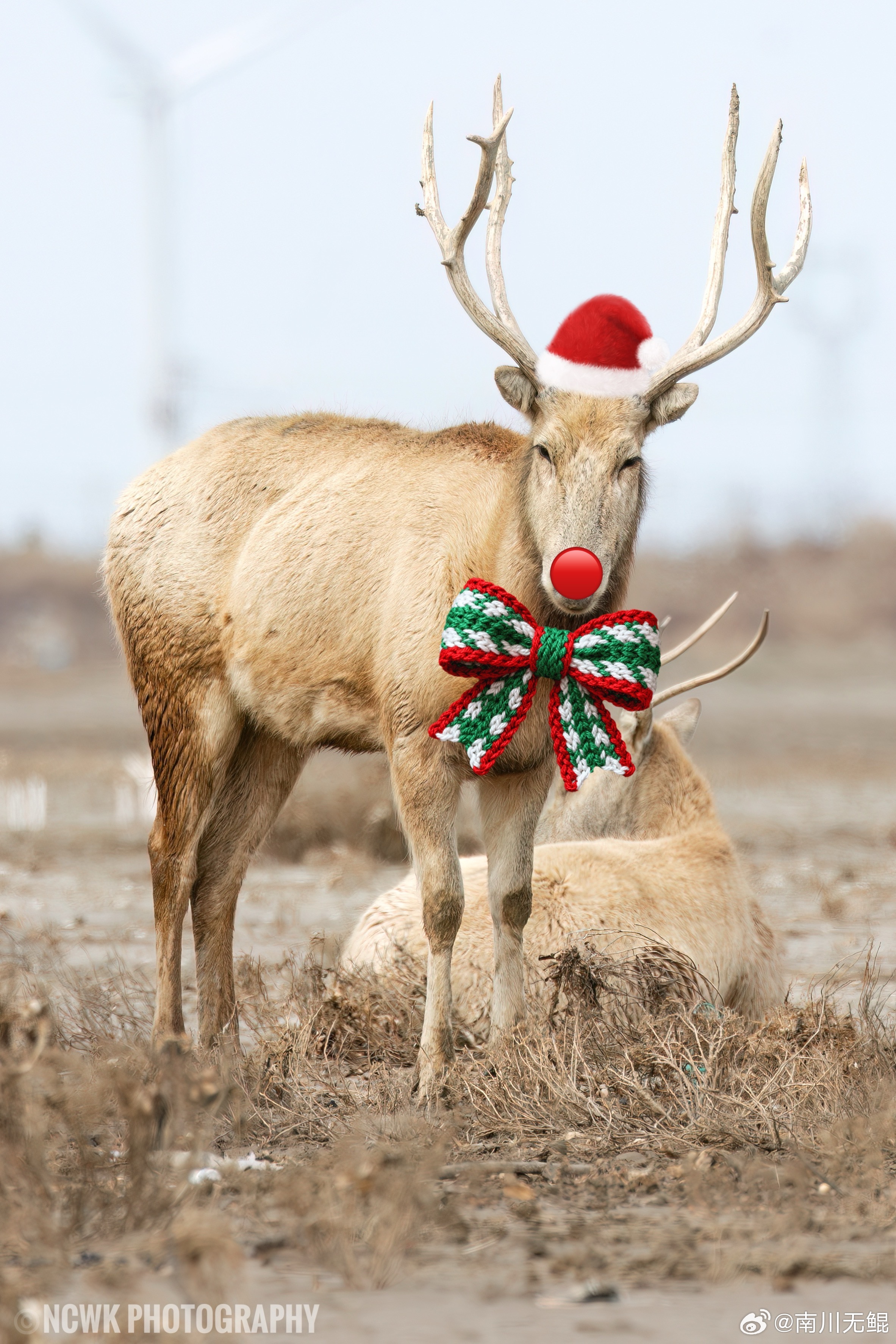 🎄红鼻子驯鹿。。噫，不是，是红鼻子麋鹿捏奇妙生物圈 做自然的朋友 圣诞小鹿的原