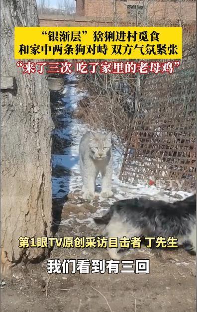 猞猁进村偷鸡被喊“咪咪“ 人畜无害的“大猫“差点要了命

银渐层大猫进村偷鸡，村
