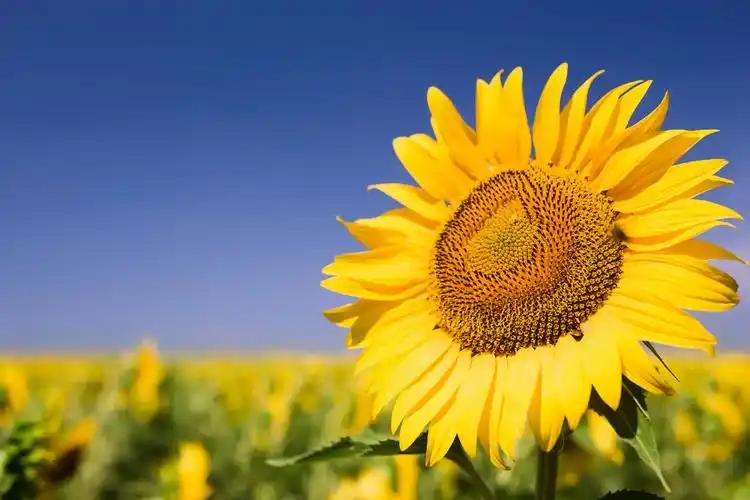 人到中年，
最好的日子从不是惊艳时光的繁华，而是远离喧嚣后的安稳自在。

一半清