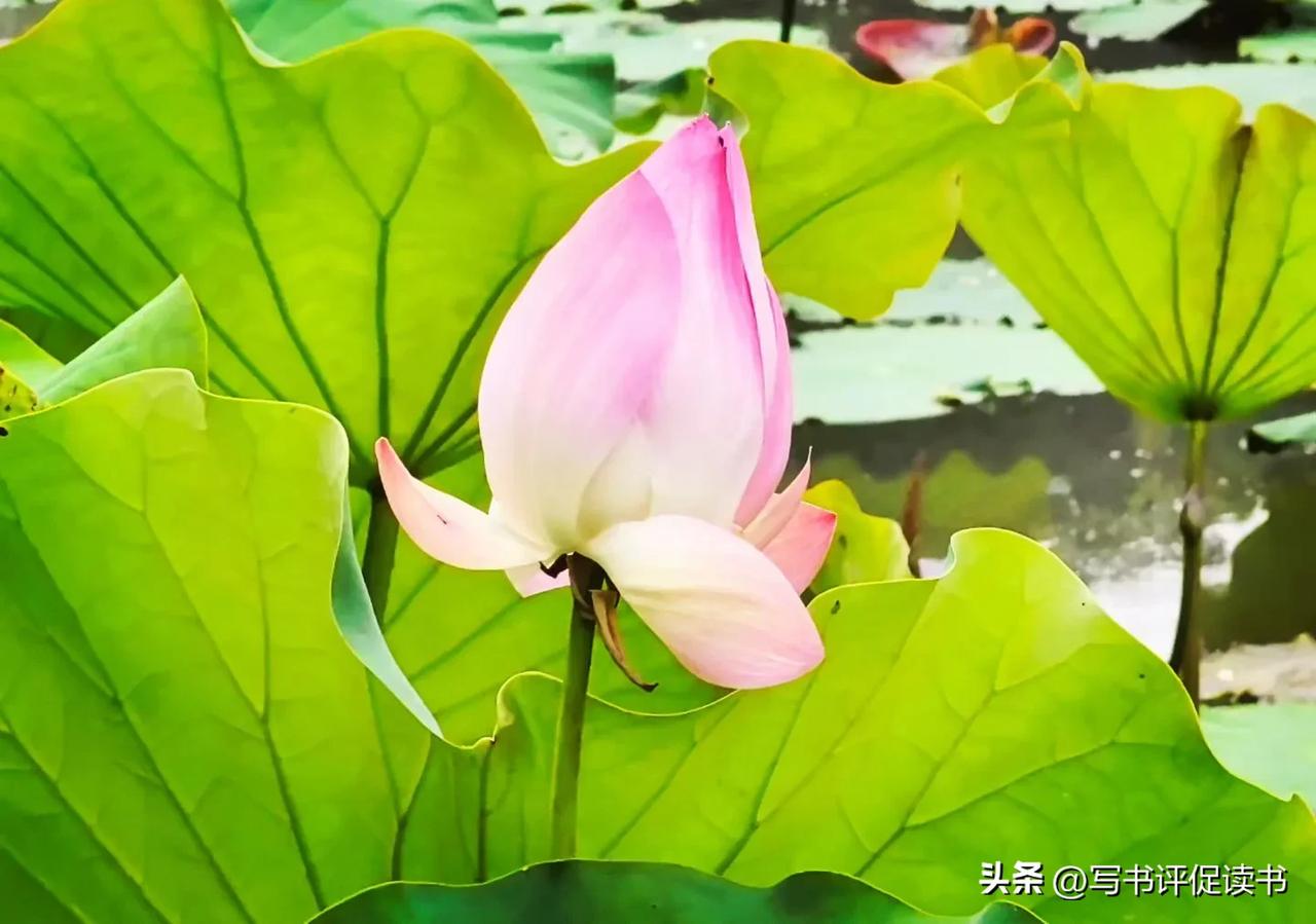 三片，回锅肉
