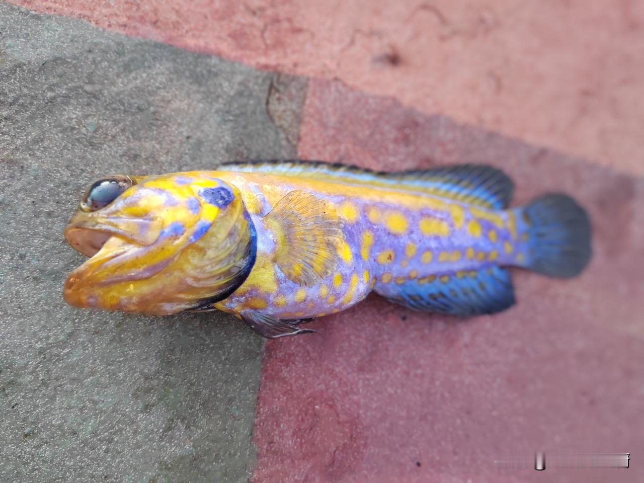 今天突然感觉莫名的失落，就是不知道为什么？吃了晚餐，我决定到甲板上走走，今天的海