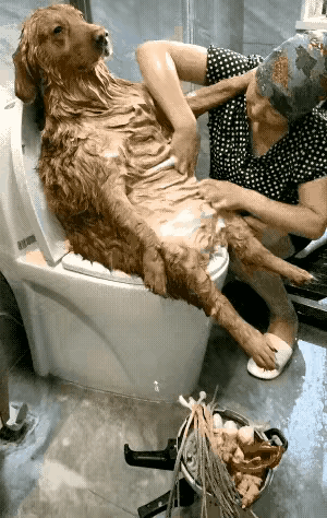 触景生情，看看这个女人给自己的爱犬洗澡多仔细、多认真、多温馨。
真让人羡慕这个狗